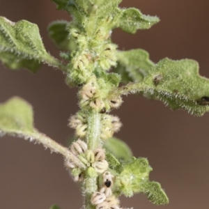 Dysphania pumilio at Michelago, NSW - 10 Dec 2018 07:03 AM