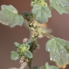 Dysphania pumilio at Michelago, NSW - 10 Dec 2018 07:03 AM