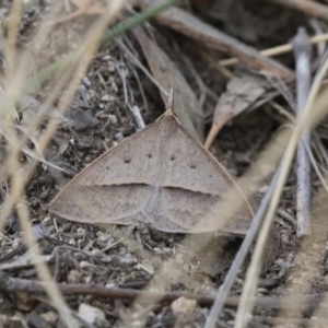 Epidesmia hypenaria at Michelago, NSW - 8 Nov 2018 05:32 PM