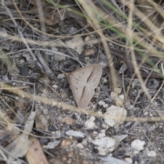 Epidesmia hypenaria at Michelago, NSW - 8 Nov 2018 05:32 PM