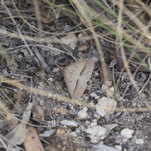 Epidesmia hypenaria at Michelago, NSW - 8 Nov 2018 05:32 PM