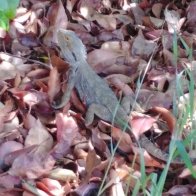 Pogona barbata (Eastern Bearded Dragon) at Hughes, ACT - 10 Dec 2018 by Rebreay