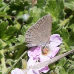 Zizina otis (Common Grass-Blue) at Mount Clear, ACT - 1 Dec 2018 by SWishart