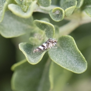 Glyphipterix meteora at Michelago, NSW - 10 Nov 2018 09:59 AM