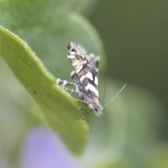 Glyphipterix meteora at Michelago, NSW - 10 Nov 2018 09:59 AM