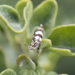 Glyphipterix meteora at Michelago, NSW - 10 Nov 2018 09:59 AM