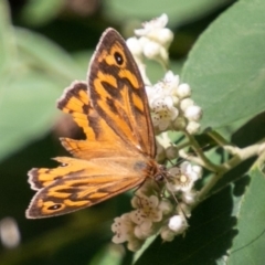 Heteronympha merope (Common Brown Butterfly) at Chapman, ACT - 6 Dec 2018 by SWishart