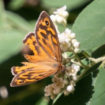 Heteronympha merope (Common Brown Butterfly) at Chapman, ACT - 5 Dec 2018 by SWishart