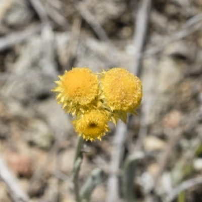 Chrysocephalum apiculatum (Common Everlasting) at Michelago, NSW - 3 Dec 2018 by Illilanga