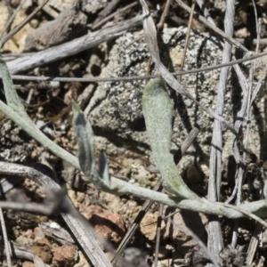 Chrysocephalum apiculatum at Illilanga & Baroona - 3 Dec 2018