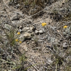 Chrysocephalum apiculatum at Illilanga & Baroona - 3 Dec 2018