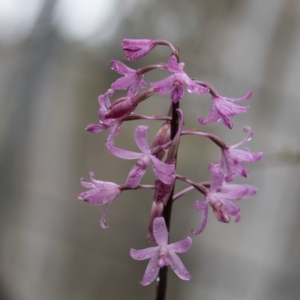 Dipodium roseum at Acton, ACT - 10 Dec 2018