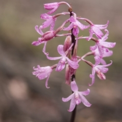 Dipodium roseum at Acton, ACT - 10 Dec 2018