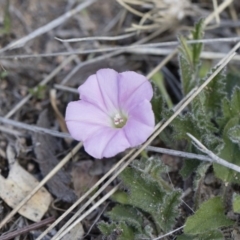 Convolvulus angustissimus subsp. angustissimus (Australian Bindweed) at Michelago, NSW - 13 Oct 2018 by Illilanga