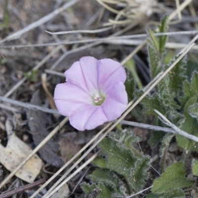 Convolvulus angustissimus subsp. angustissimus (Australian Bindweed) at Michelago, NSW - 13 Oct 2018 by Illilanga