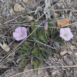 Convolvulus angustissimus subsp. angustissimus at Michelago, NSW - 13 Oct 2018 12:46 PM