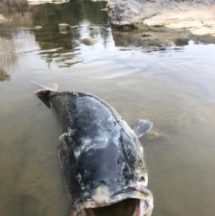 Maccullochella peelii (Murray Cod) at Woodstock Nature Reserve - 9 Dec 2018 by ChrisM