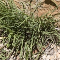 Microlaena stipoides (Weeping Grass) at Michelago, NSW - 7 Dec 2018 by Illilanga