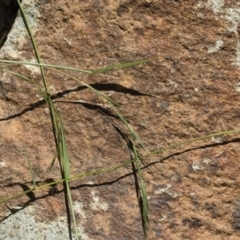 Microlaena stipoides at Michelago, NSW - 7 Dec 2018