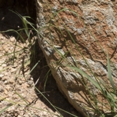 Microlaena stipoides at Michelago, NSW - 7 Dec 2018