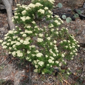 Cassinia longifolia at Deakin, ACT - 10 Dec 2018