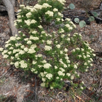 Cassinia longifolia (Shiny Cassinia, Cauliflower Bush) at Deakin, ACT - 10 Dec 2018 by JackyF