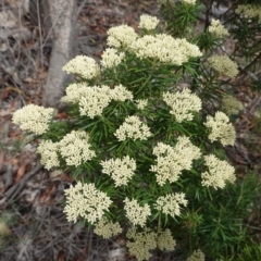 Cassinia longifolia at Deakin, ACT - 10 Dec 2018