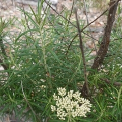 Cassinia longifolia at Deakin, ACT - 10 Dec 2018