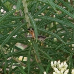 Phaulacridium vittatum (Wingless Grasshopper) at Deakin, ACT - 10 Dec 2018 by JackyF