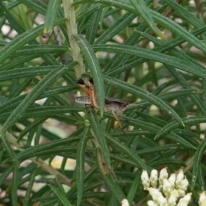 Phaulacridium vittatum at Deakin, ACT - 10 Dec 2018