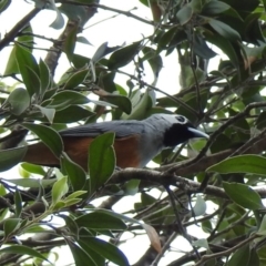 Monarcha melanopsis (Black-faced Monarch) at Acton, ACT - 10 Dec 2018 by HelenCross