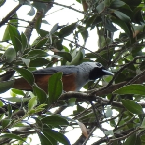 Monarcha melanopsis at Acton, ACT - 10 Dec 2018