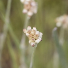 Pseudognaphalium luteoalbum (Jersey Cudweed) at Michelago, NSW - 25 Nov 2018 by Illilanga