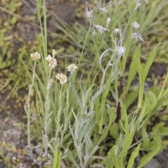 Pseudognaphalium luteoalbum at Illilanga & Baroona - 25 Nov 2018