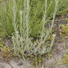 Pseudognaphalium luteoalbum at Illilanga & Baroona - 25 Nov 2018