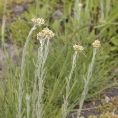 Pseudognaphalium luteoalbum at Illilanga & Baroona - 25 Nov 2018