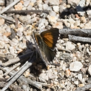 Lucia limbaria at Michelago, NSW - 10 Dec 2018 10:33 AM