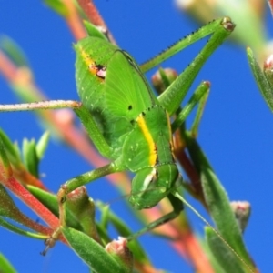 Caedicia simplex at Hackett, ACT - 8 Dec 2018