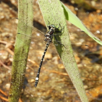 Eusynthemis brevistyla (Small Tigertail) at Cotter River, ACT - 8 Dec 2018 by MatthewFrawley