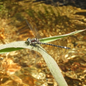 Eusynthemis brevistyla at Cotter River, ACT - 9 Dec 2018