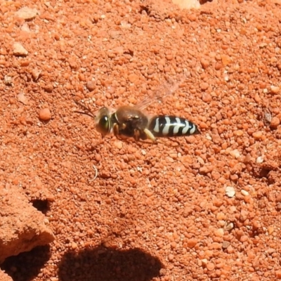 Bembix sp. (genus) (Unidentified Bembix sand wasp) at Hackett, ACT - 3 Dec 2018 by HelenCross
