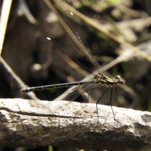 Austroargiolestes calcaris at Cotter River, ACT - 9 Dec 2018 10:01 AM