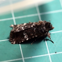 Ectopatria horologa (Nodding Saltbush Moth) at O'Connor, ACT - 10 Dec 2018 by ibaird