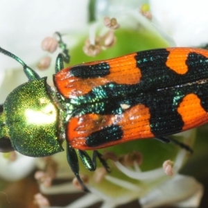 Castiarina scalaris at Wyanbene, NSW - 9 Dec 2018