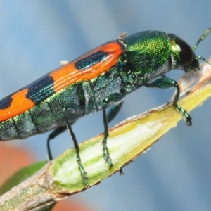 Castiarina scalaris at Wyanbene, NSW - 9 Dec 2018