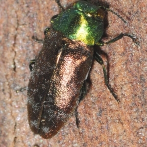 Diphucrania cupripennis at Wyanbene, NSW - 9 Dec 2018