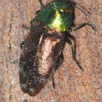 Diphucrania cupripennis (A Jewel Beetle) at Wyanbene, NSW - 9 Dec 2018 by Harrisi