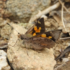 Trapezites phigalioides (Montane Ochre) at Cotter River, ACT - 9 Dec 2018 by MatthewFrawley