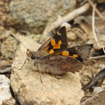 Trapezites phigalioides (Montane Ochre) at Cotter River, ACT - 9 Dec 2018 by MatthewFrawley