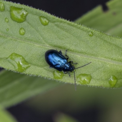 Altica sp. (genus) (Flea beetle) at Acton, ACT - 9 Dec 2018 by AlisonMilton